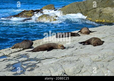 A group of new zealand fur seals (Arctocephalus forsteri) sunbathing on a rocky shore. Point Kean, Kaikoura, New Zealand, South Island. Stock Photo