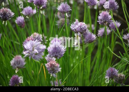 Chives during flowering in the vegetable garden. Stock Photo