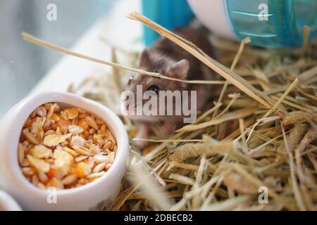 Image of hamster (Djungarian). Shooting Location: Yokohama-city kanagawa prefecture Stock Photo