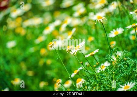 White And Yellow Flowers Daisy Margaret Chamomile Shooting Location Singapore Stock Photo Alamy