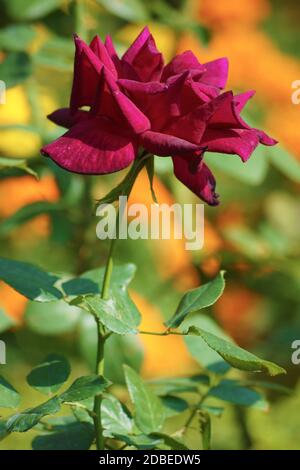 Furukawa garden of roses Stock Photo