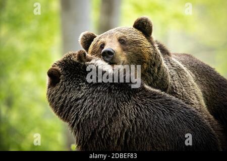 Interaction between male and female brown bear, ursus arctos, during courting. Couple of mammals with fur in mating season standing close together and Stock Photo