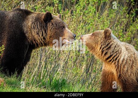 Couple of male and female brown bear, ursus arctos, looking at each other in spring nature. Bonding emotional moment between two wild animals in matin Stock Photo