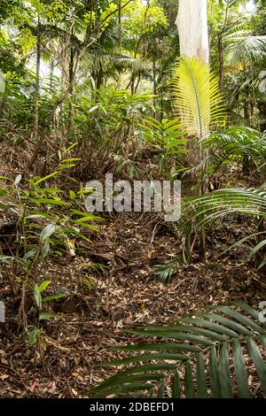 Trees and understorey of lowland subtropical rainforest in wet, misty ...