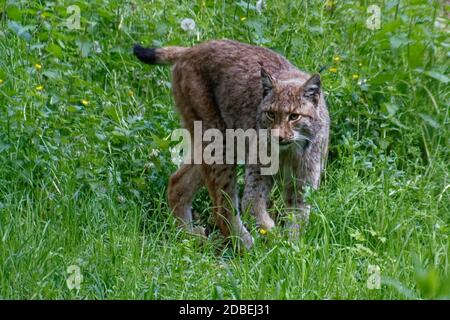 Lynx Stock Photo