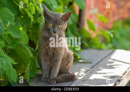 Beautiful alien young cat with tellow eyes sitting lonely on a wooden bench at summer season Stock Photo