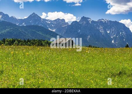 Flower meadow in the alpine upland Stock Photo