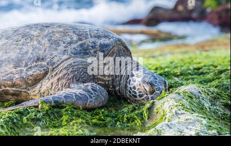 Giant Green Sea Turtle Resting Stock Photo