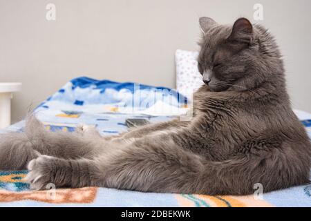 Fluffy grey cat sleeps sitting on bed like a man Stock Photo