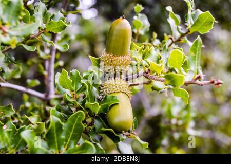 The acorn or Kermes oak, Quercus coccifera, is an oak from the Quercus Cerris section. Here a young acorn on a shrub in the forest near sitia, Lathisi Stock Photo