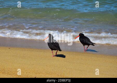 Two variable oystercatcher (Haematopus unicolor) walking along the beach in the Abel Tasman National Park, New Zealand, South Island. Stock Photo