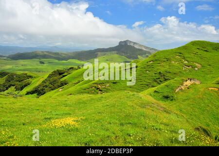 Beautiful landscape near the Puponga farm track. Yellow flowers in front. New Zealand, South Island. Stock Photo