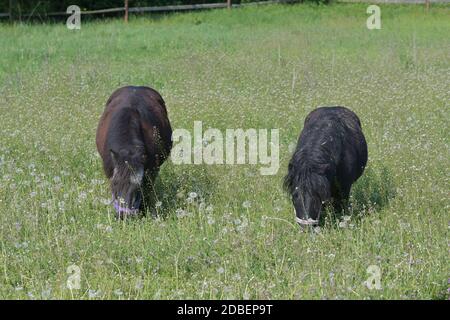 Two cute Shetland ponies grazing in a green flowering meadow with lots of dandelions. Stock Photo