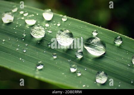 Waterdrops on a leaf Stock Photo