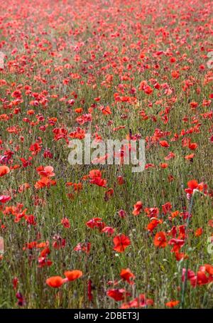 Poppies at the edge of an field near the village of Villars in Provence in southern France Stock Photo