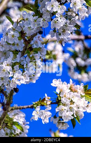 Beautiful Floral background with White Cherry Blossom on a branch Stock Photo