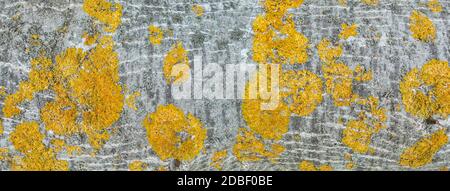 Surface of a tree trunk with yellow lichen Stock Photo