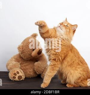ginger cat and big bear on a white background, close up Stock Photo - Alamy