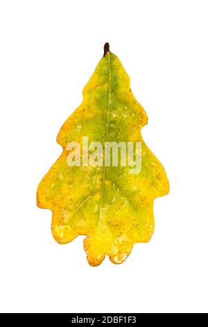 Autumn yellow oak leaf with raindrops. Isolate on a white background. Stock Photo