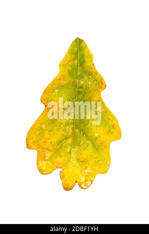 Autumn yellow oak leaf with raindrops. Isolate on a white background. Stock Photo
