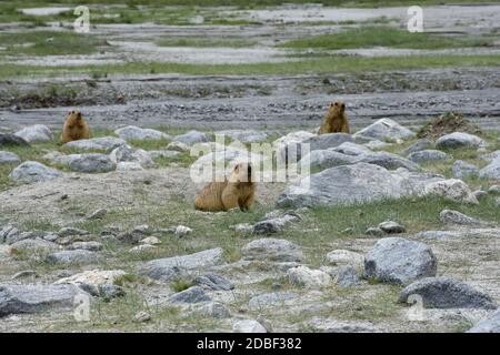 Family of Marmot, Marmota himalayana, Ladakh,  India Stock Photo