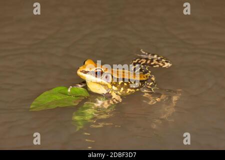 Fungoid frog calling from water, Hylarana malabarica, Tamhini, Maharashtra, India Stock Photo