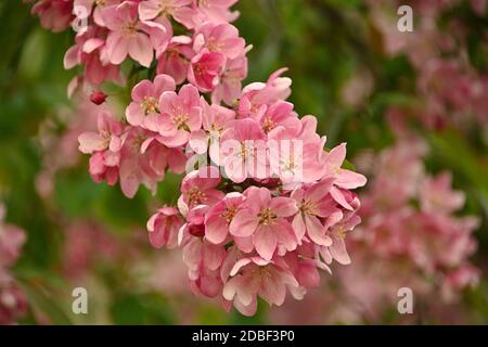 Close up pink Asian wild crabapple tree blossom with leaves over green background with copy space, low angle view Stock Photo