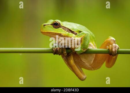 Struggling european tree frog, hyla arborea, holding on grass blade in wetland. Little green amphibian on vegetation in summer nature from front view. Stock Photo