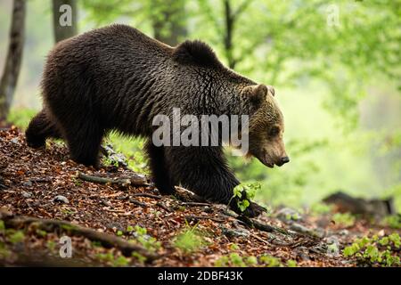 Territorial brown bear, ursus arctos, walking down the hill on ground covered with leaves and branches. Powerful male mammal with large head and stron Stock Photo