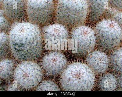 Cactus background with lot of sharp pins Stock Photo