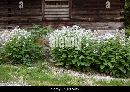 Lunaria rediviva plant in full bloom in springtime Stock Photo