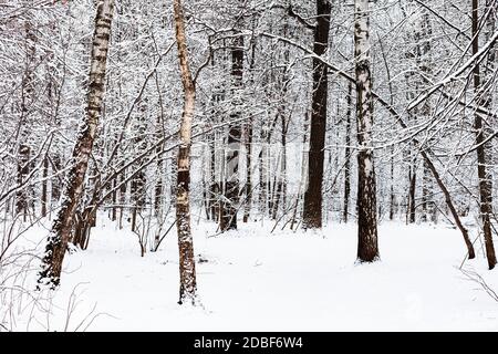 birch and oak trees in snowy Timiryazevskiy forest park of Moscow city ...