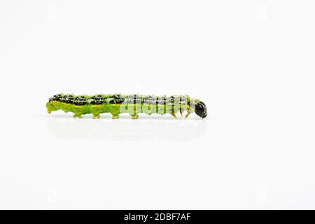 boxwood borer (Cydalima perspectalis), grass leaf roller Stock Photo
