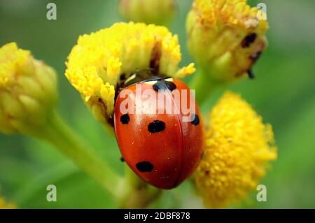 Ladybug on a yellow flower Stock Photo