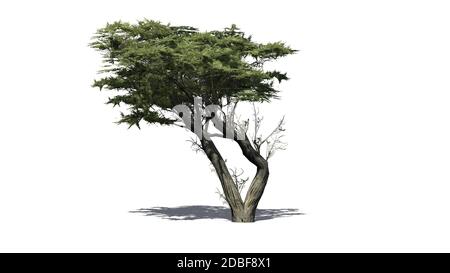 Monterey Cypress tree on white background Stock Photo