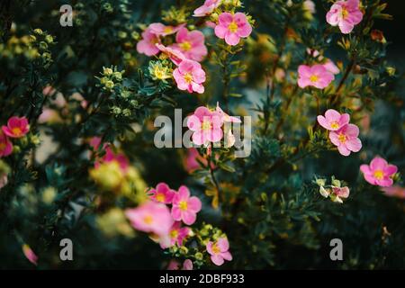 On a bush with small dark leaves, beautiful pink delicate flowers of cinquefoil bloom and buds grow in the summer. Stock Photo