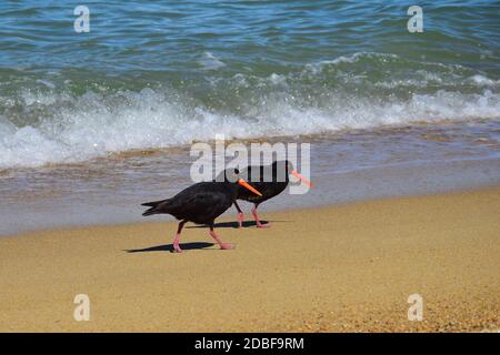 Two variable oystercatcher (Haematopus unicolor) walking along the beach in the Abel Tasman National Park, New Zealand, South Island. Stock Photo