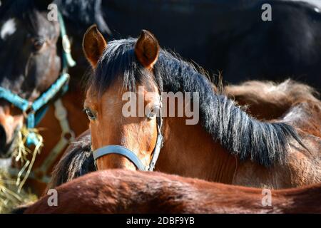 Portrait of a bay german riding pony among other horses. Stock Photo