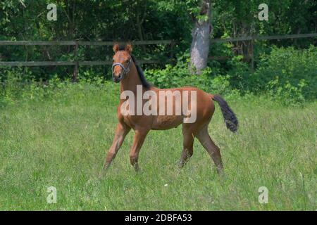 A cute bay warmblood filly trotting in a green meadow, wearing a halter. Stock Photo