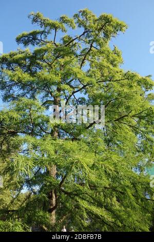 Bald cypress in the Hamburg park Planten un Blomen Stock Photo