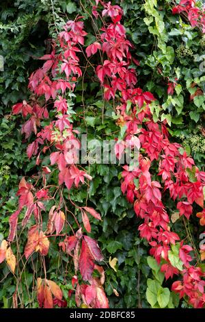 Virginia creeper on cottage wall turning to autumn shades, West Berkshire, England, United Kingdom, Europe Stock Photo