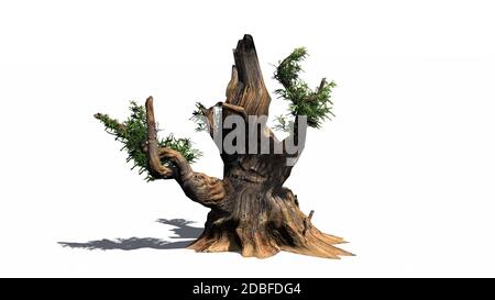 Bristlecone Pine tree on white background Stock Photo