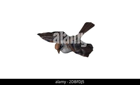Flying sparrow on white background Stock Photo