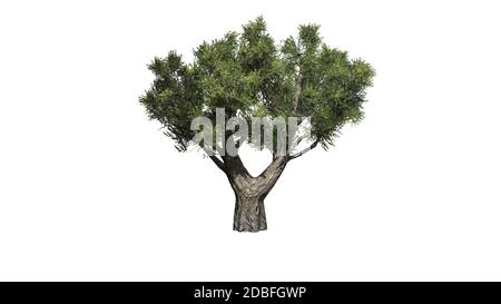 African Olive shrub on white background Stock Photo