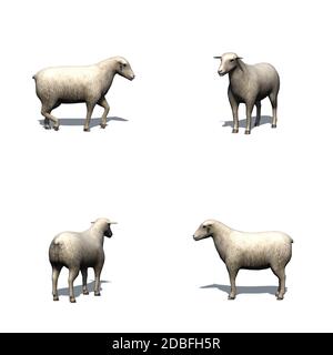 Farm animals - sheep - isolated on white background Stock Photo - Alamy