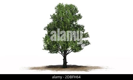 Sugar Maple tree on white background Stock Photo