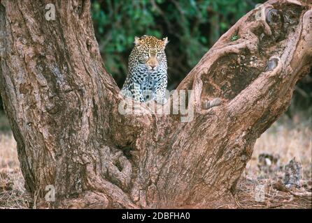 Leopard about to climb a tree in Kenya Stock Photo