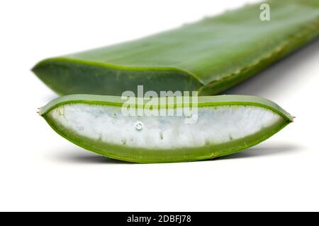 Green leaf of aloe vera and slice with visible gel on white background close up Stock Photo