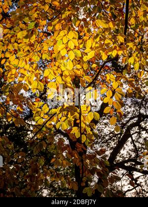 Looking up into the canopy of a Beech tree on a sunny Autumn day. Stock Photo