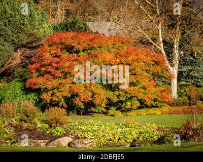 Red leaves on an Acer in Autumn, growing in a UK garden. Stock Photo